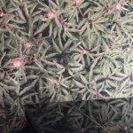 Ausstellung mit Stephan Schenk 21-28. Dez 2019